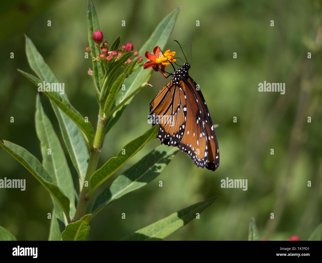 Monarch butterflies feed on floewrs in Austin, Texas Stock Photo