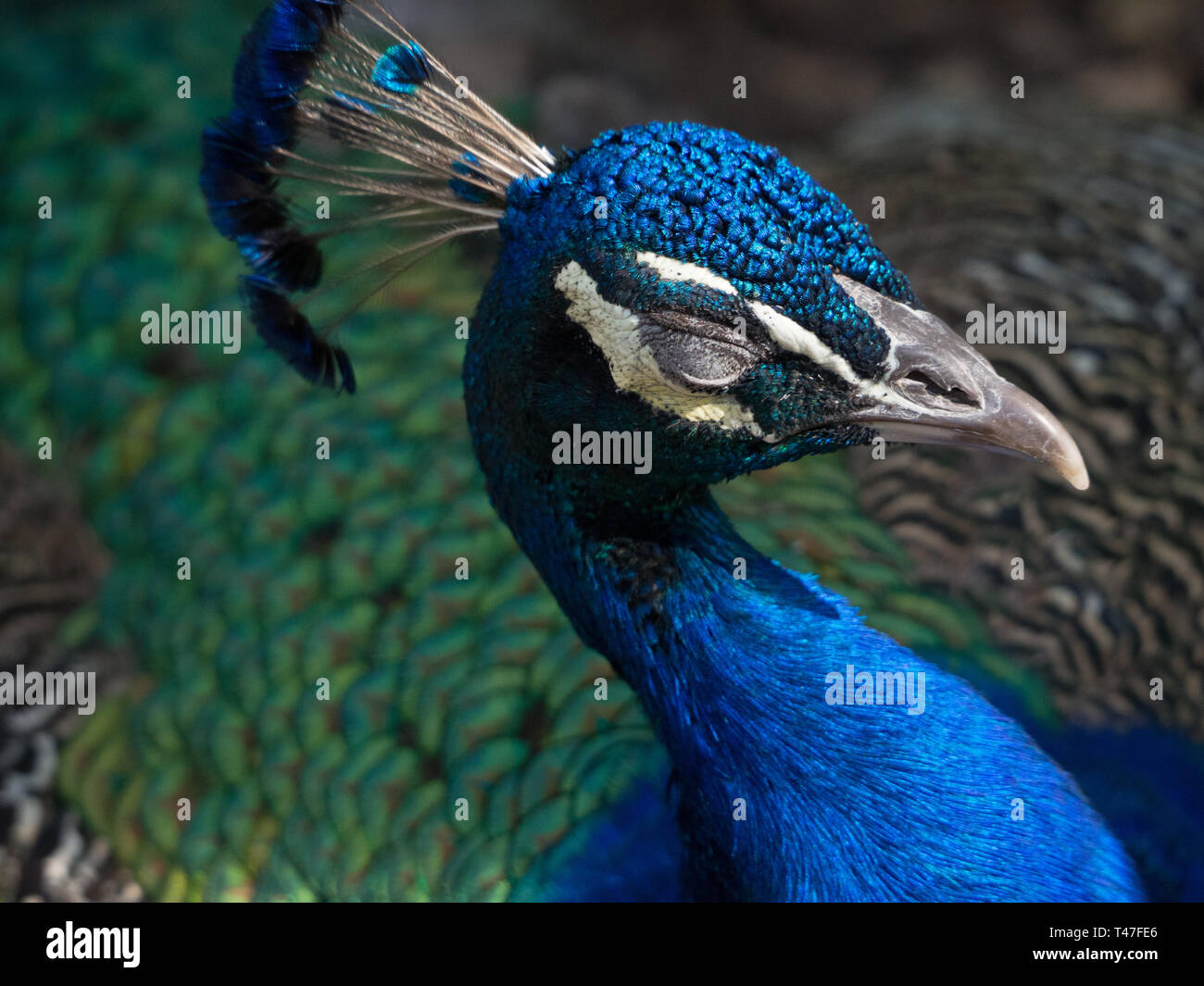Closeup of a blinking peacock Stock Photo