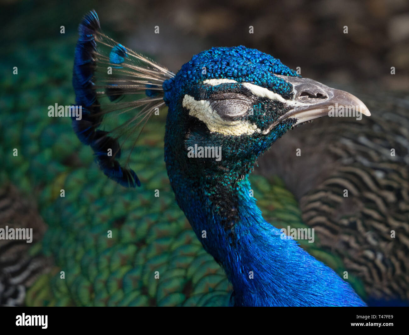 Closeup of a blinking peacock Stock Photo