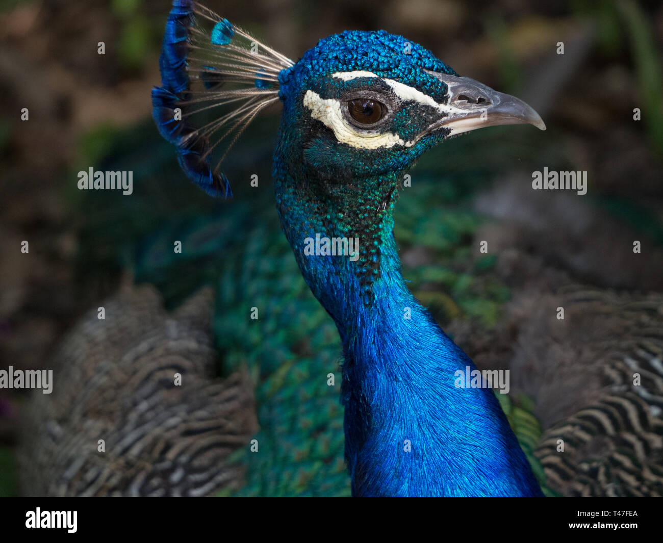 Closeup of a peacock's face Stock Photo