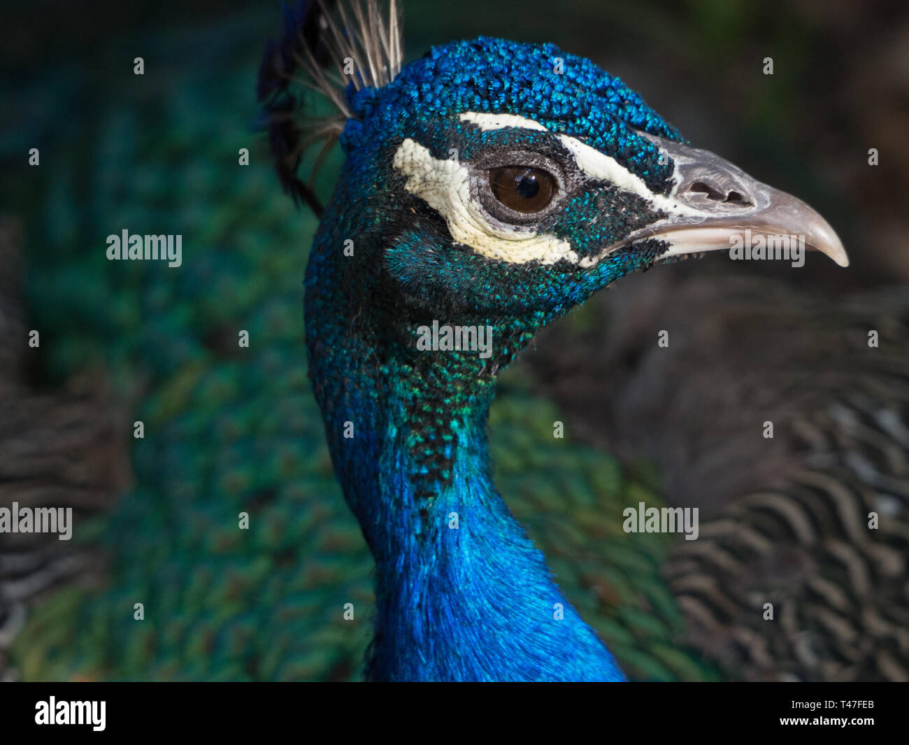 Closeup of a peacock's face Stock Photo
