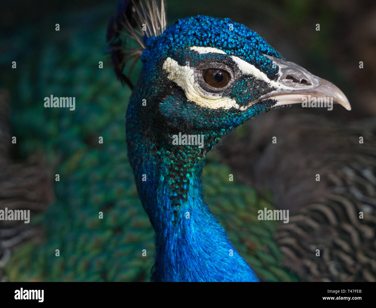 Closeup Of A Peacock's Face Stock Photo - Alamy