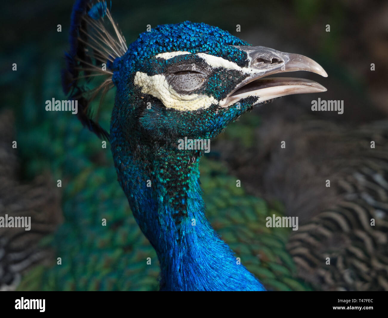 Closeup of a blinking peacock Stock Photo