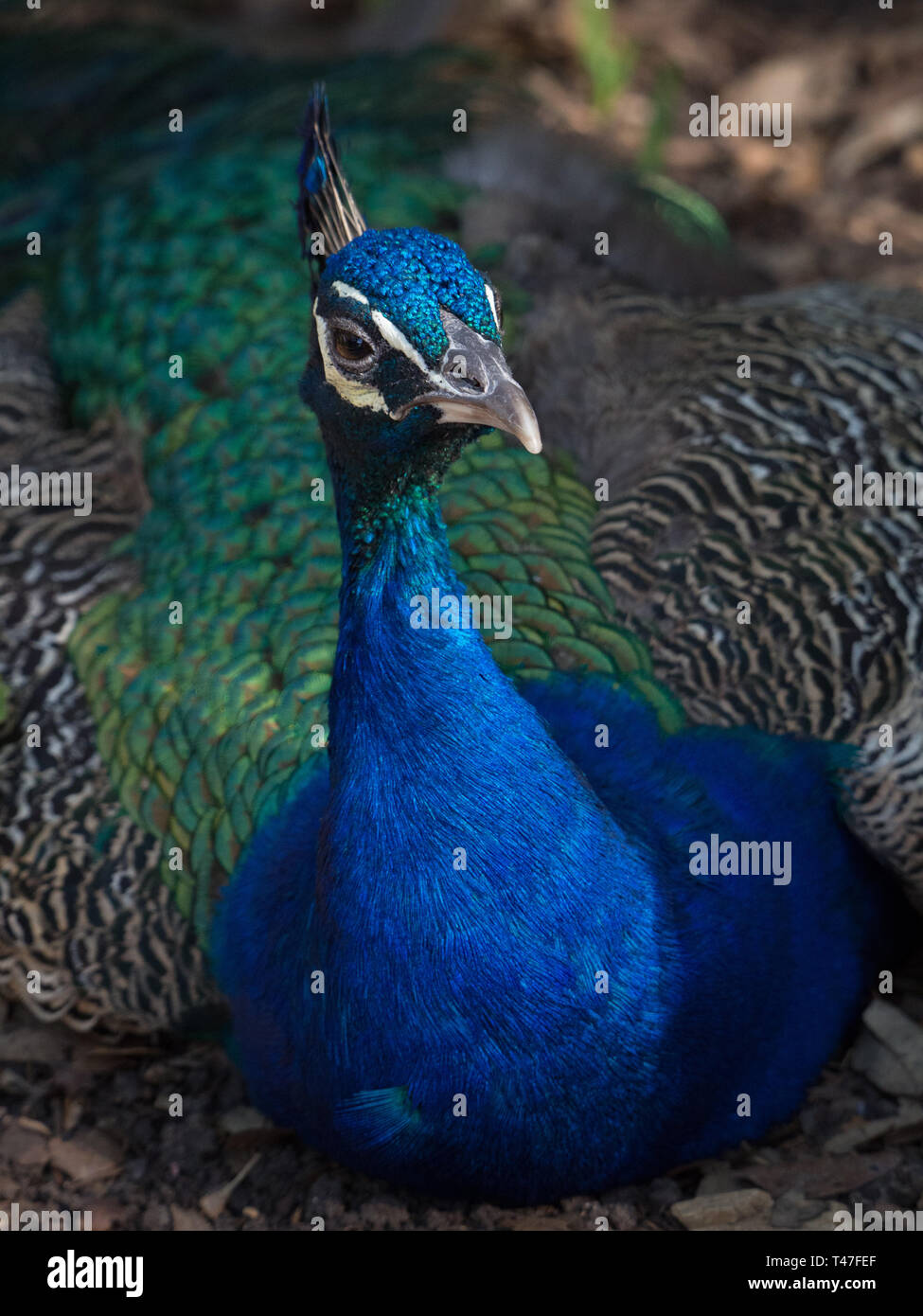 Closeup of a peacock's face Stock Photo