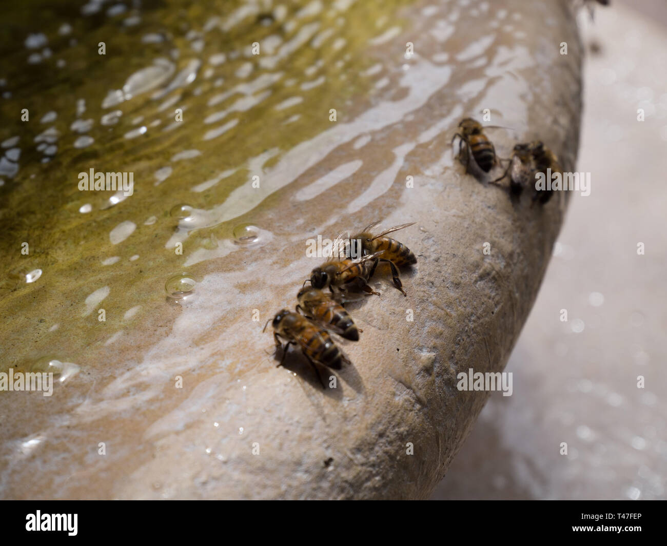 Fountain of bees hires stock photography and images Alamy