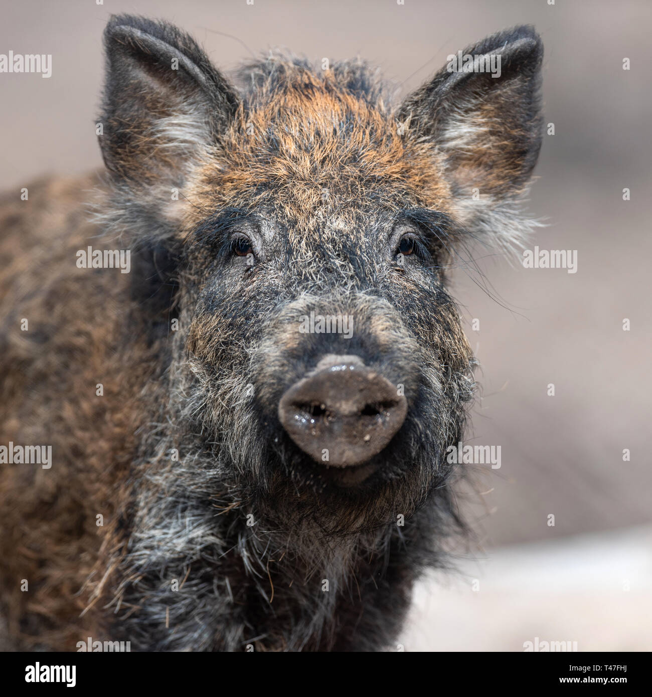 Portrait wild boar male in the forest, (sus scrofa) Stock Photo