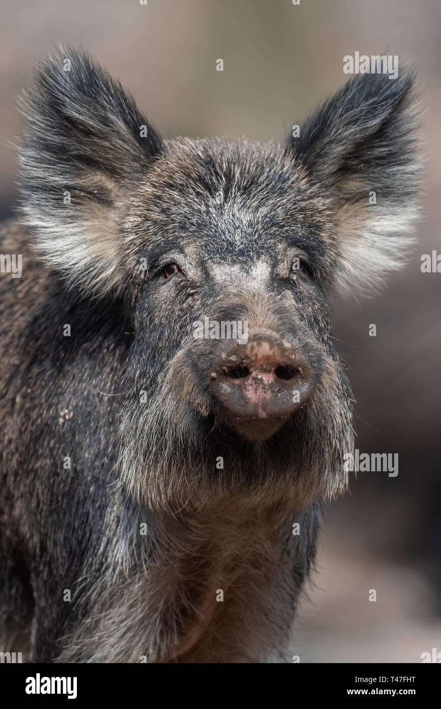 Portrait wild boar male in the forest, (sus scrofa) Stock Photo