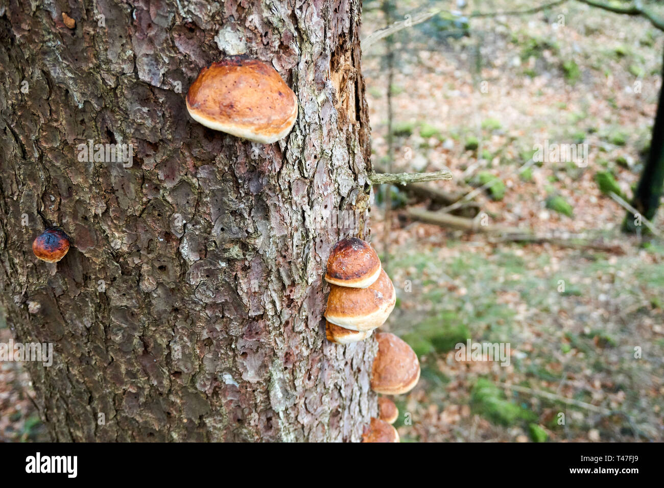 Fungus growing from the stump of a tree Stock Photo