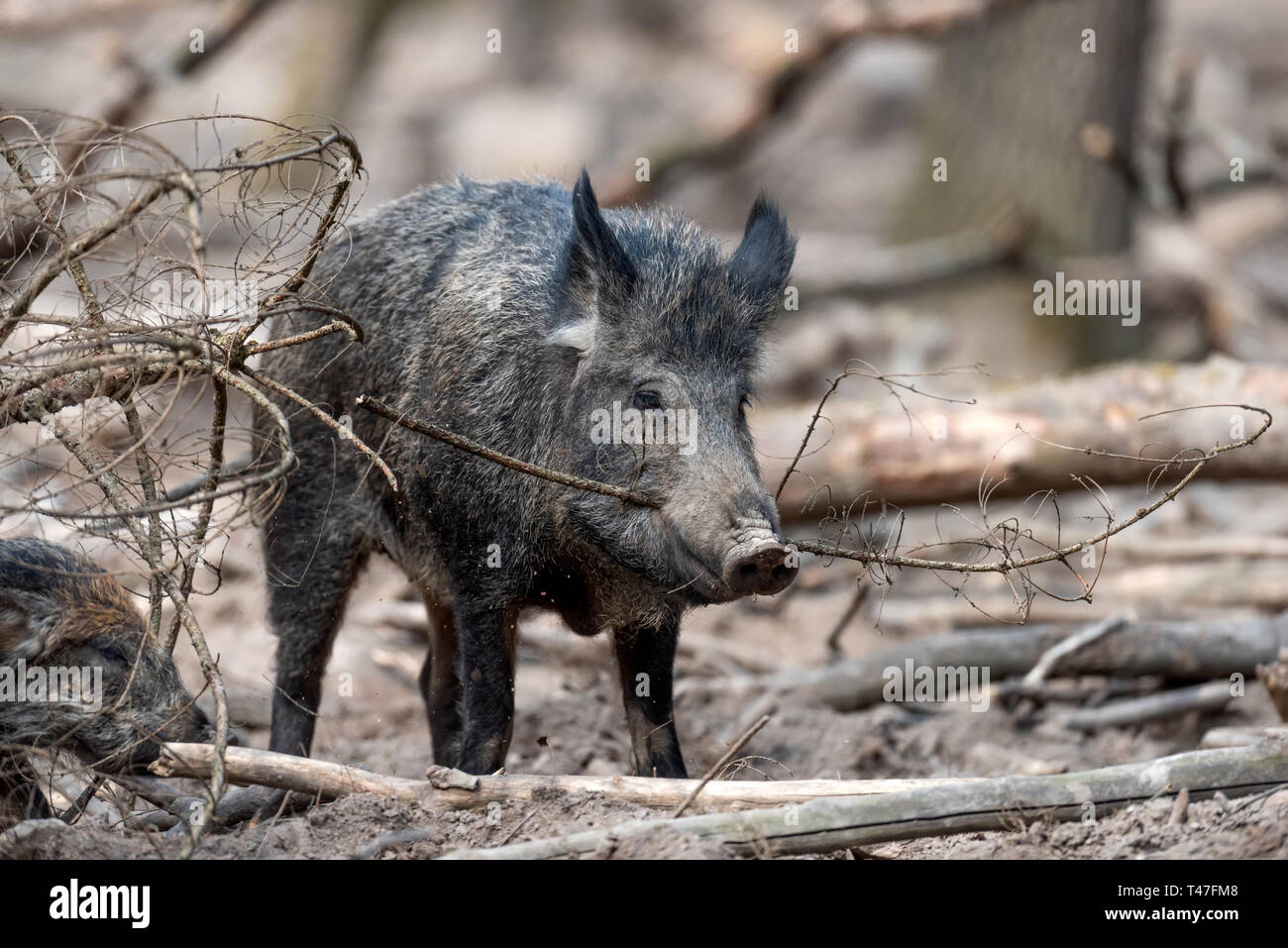 Wild boar male in the forest, (sus scrofa Stock Photo - Alamy