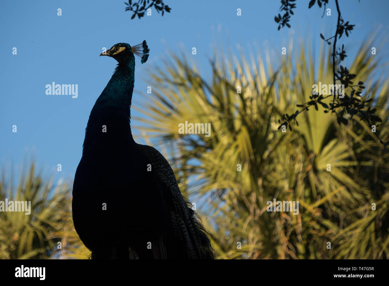 A peacock silhouetted against plant life at Mayfield Park in Austin, Texas Stock Photo