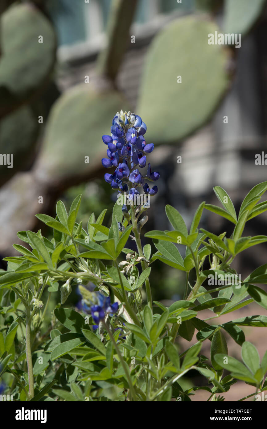 Texas bluebonnets and prickly pear cactus Stock Photo
