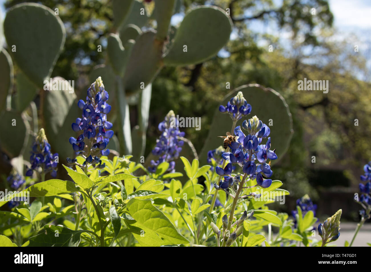 Texas bluebonnets and prickly pear cactus Stock Photo