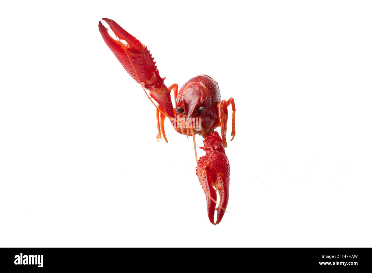 Boiled red crawfish isolated on white background Stock Photo