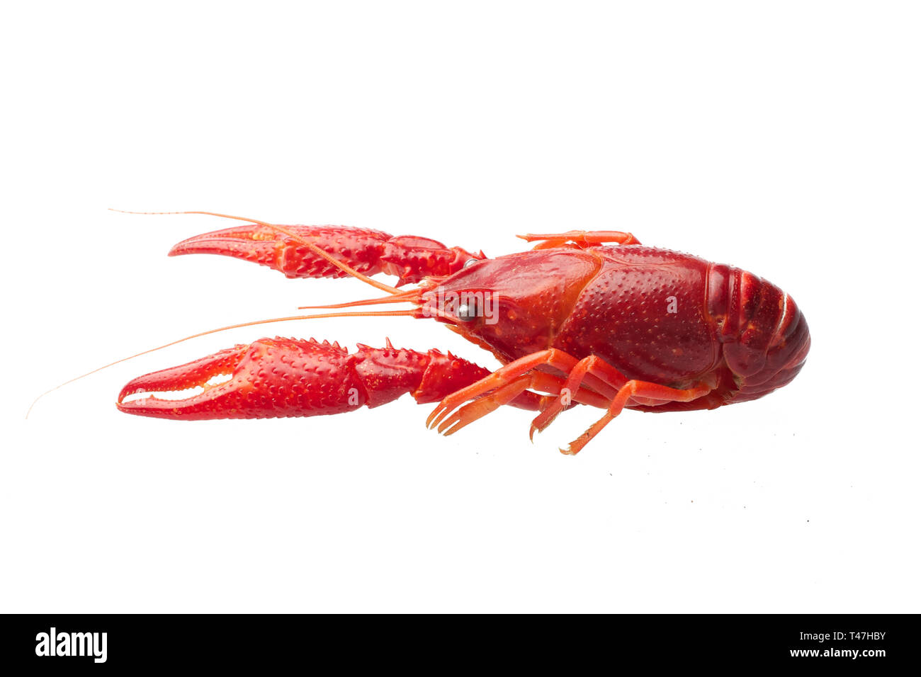 Boiled red crawfish isolated on white background Stock Photo