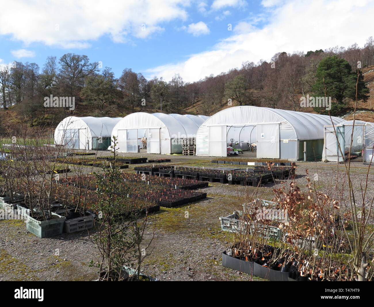 Scotland Dundreggan Estate, tree nursery Stock Photo Alamy
