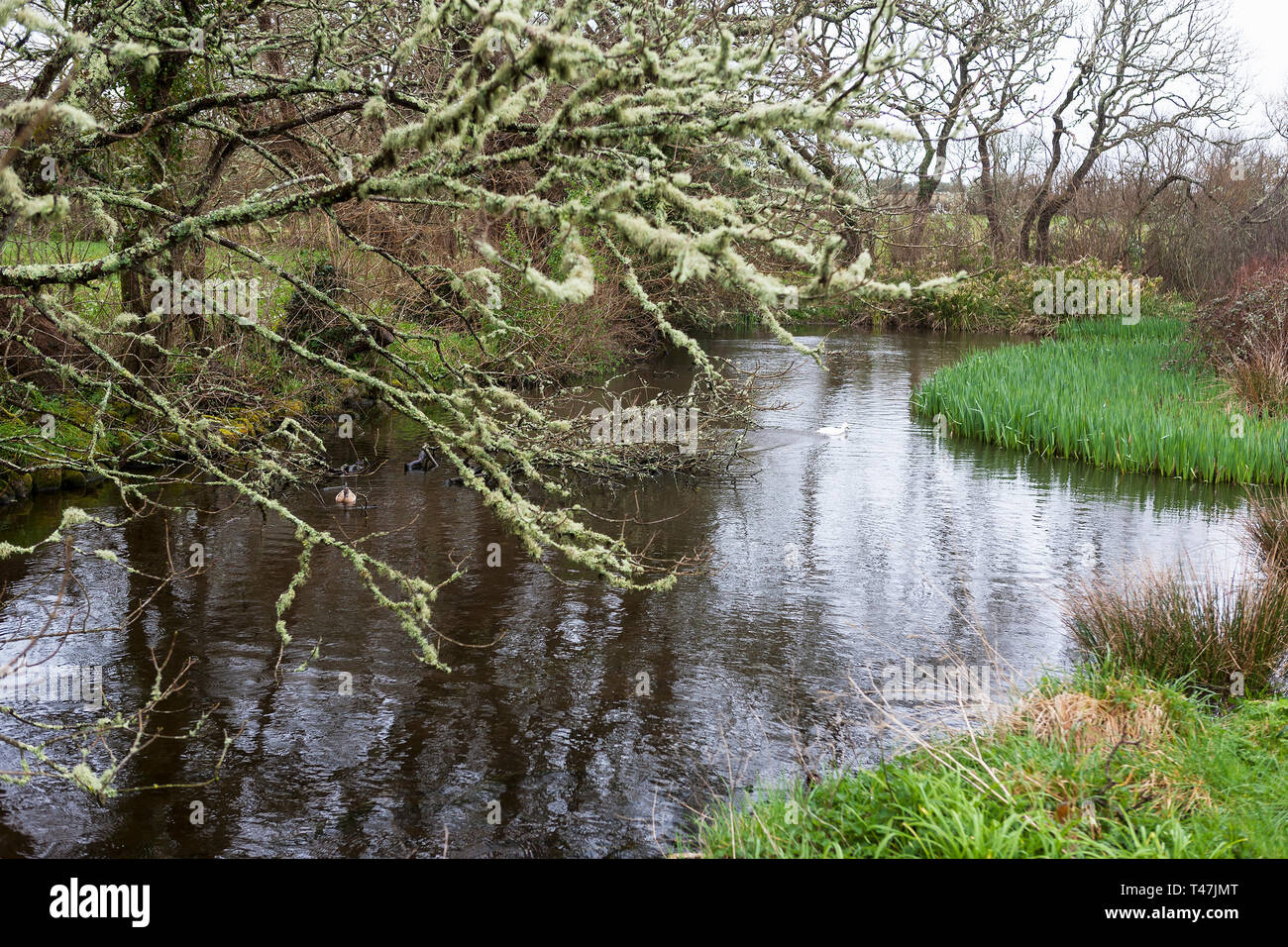 Newford Ponds, Pungies Lane, near Telegraph, St. Mary's, Isles of Scilly, UK Stock Photo