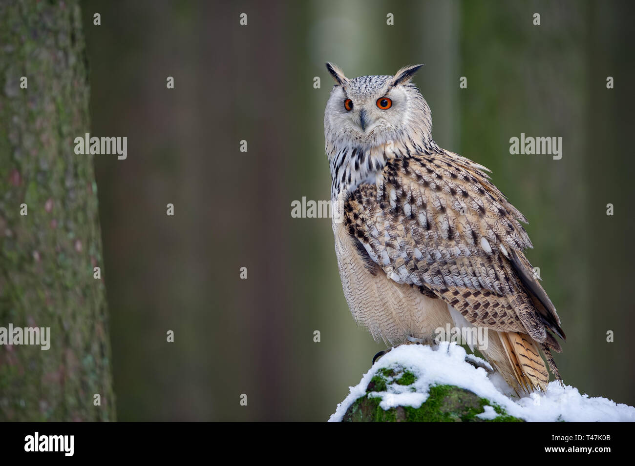 Western siberian eagle owl sitting on snowy rock Stock Photo Alamy