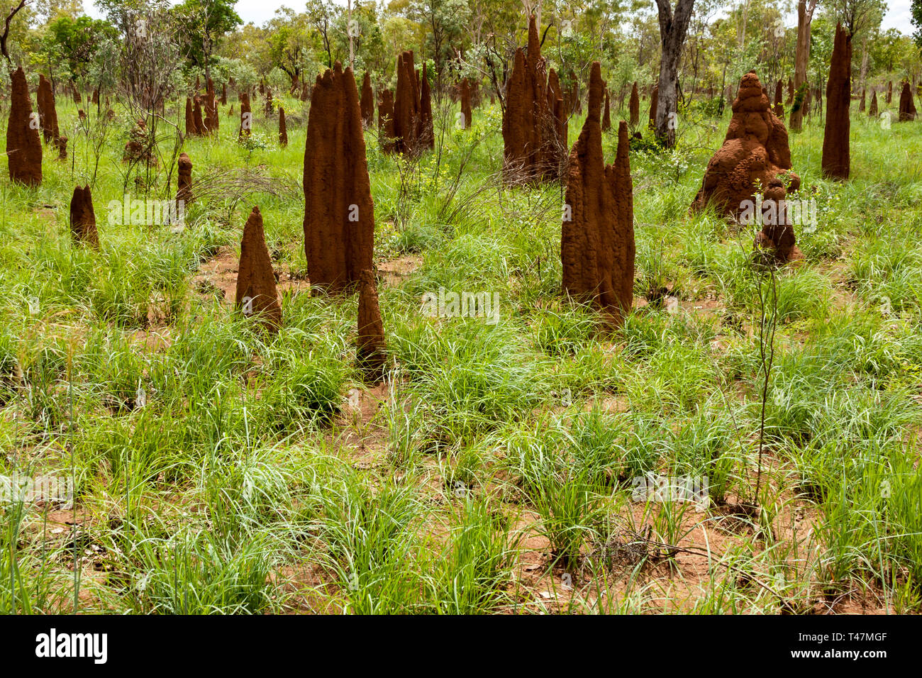 Big tall termite ant hills in Australia, Northern territory, Australian