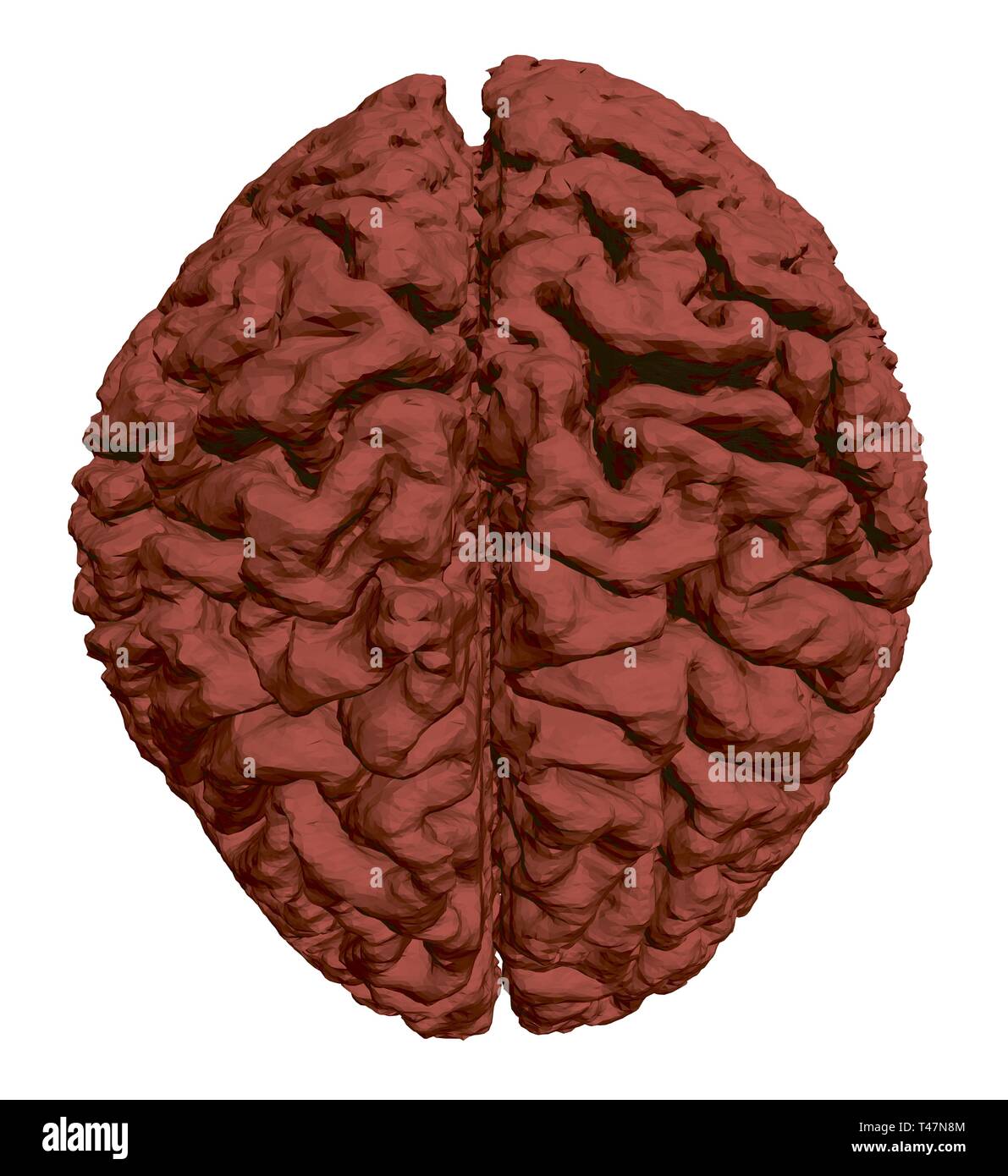 Vector illustration of a human brain similar to a walnut. Polygonal
