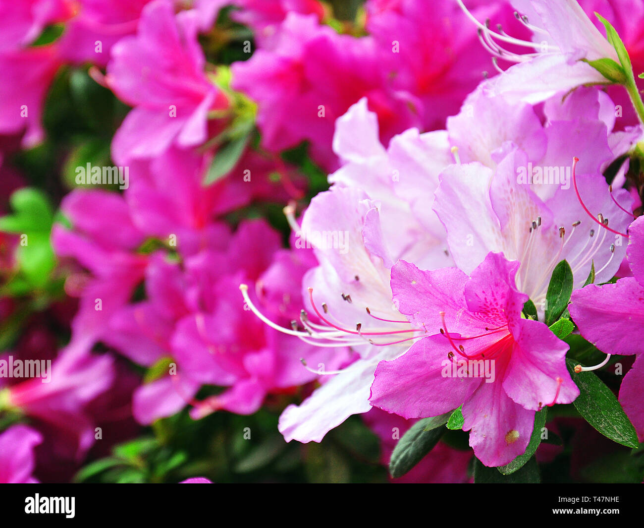 bright pink azalea in the botanical garden Sochi Stock Photo