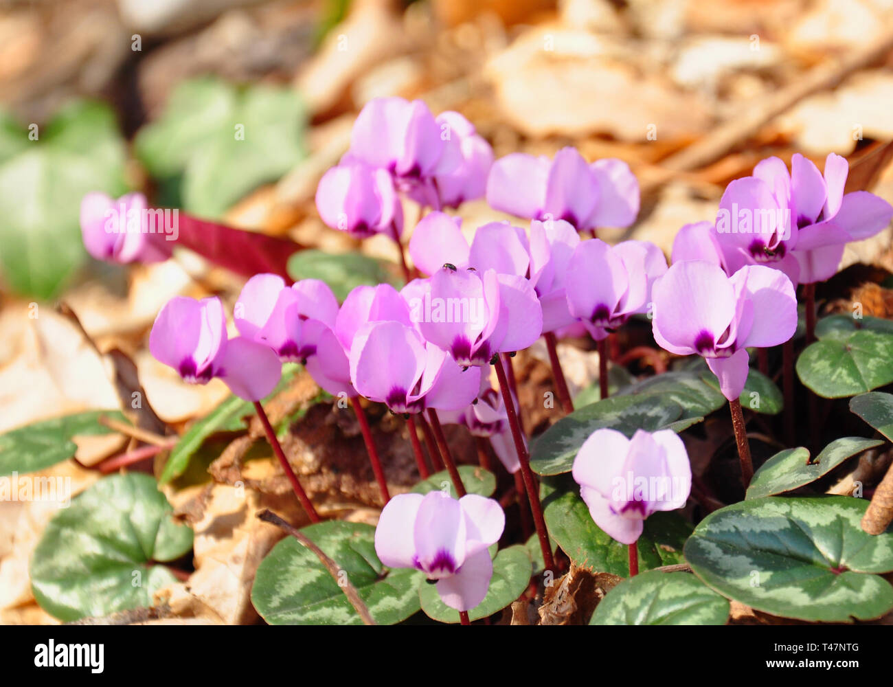 Spring blooms of pink cyclamens. Clouse-up. Cyclamen hederifolium ( ivy-leaved cyclamen or sowbread ) in the forest Stock Photo