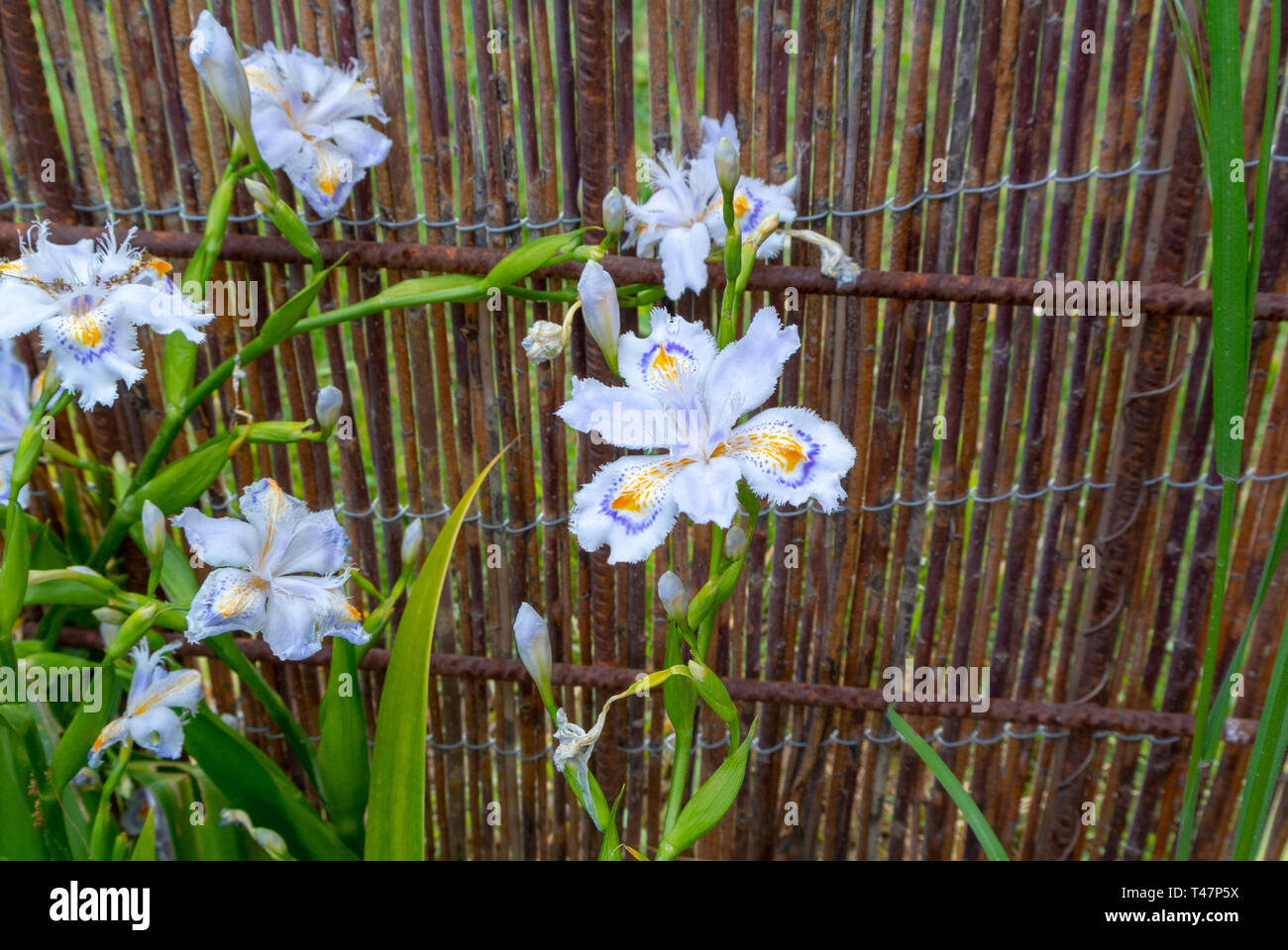 iris japonica, fringed iris,shaga,butterfly flower Stock Photo