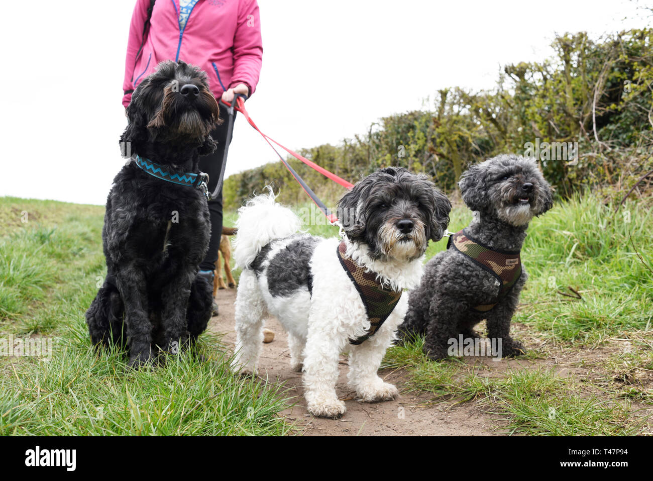 Professional dog walker uk hires stock photography and images Alamy