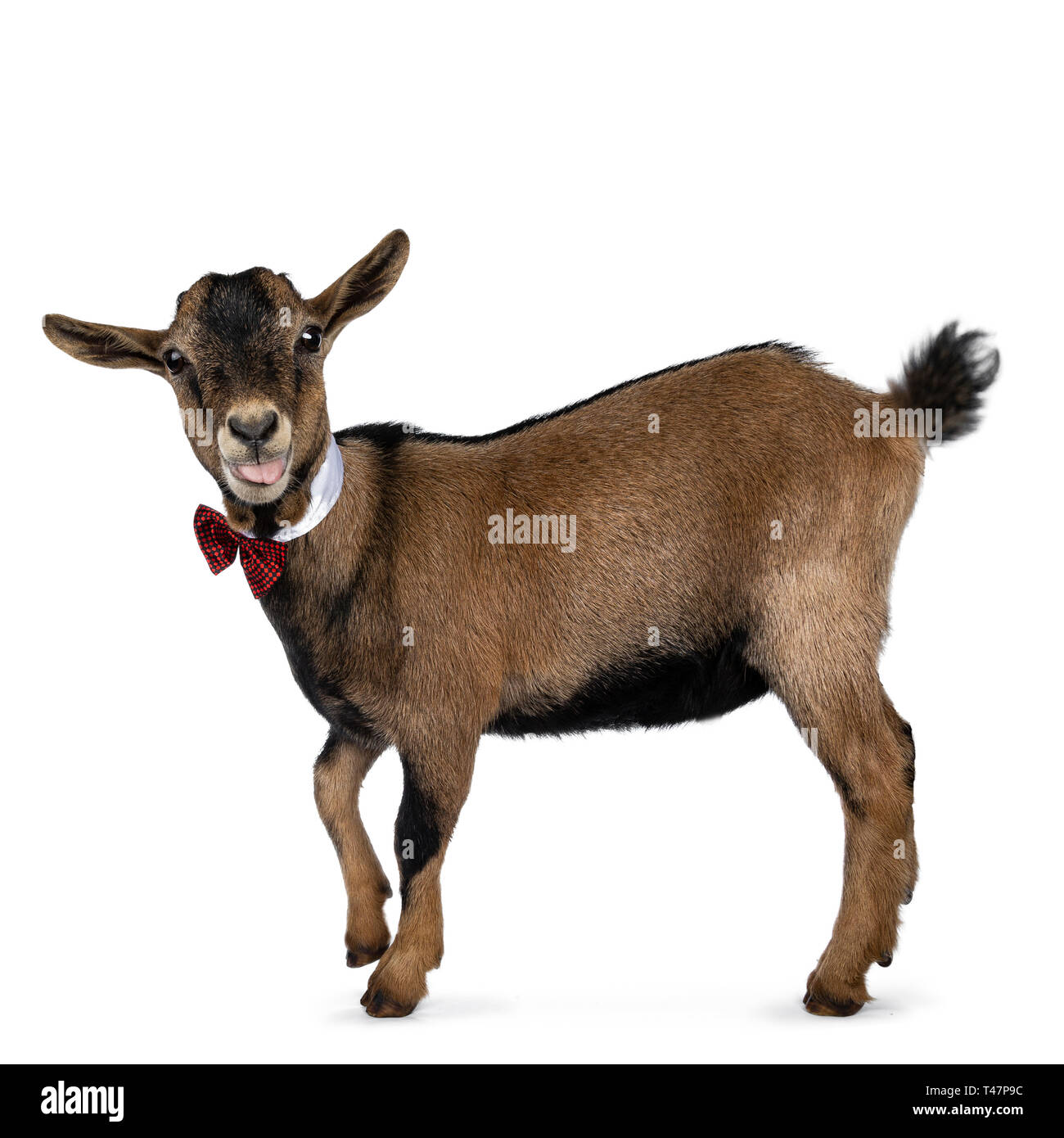 Goat wearing a red collar Cut Out Stock Images & Pictures Alamy