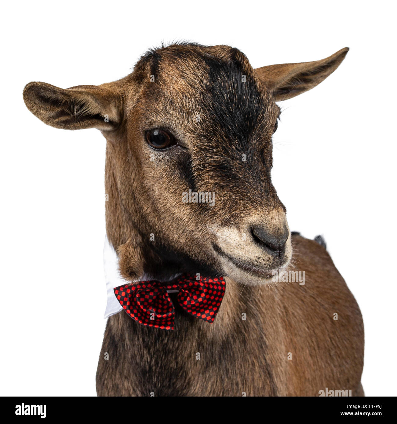 Head shot of funny brown pygmy goat wearing a white collar and red / black checkered bow tie