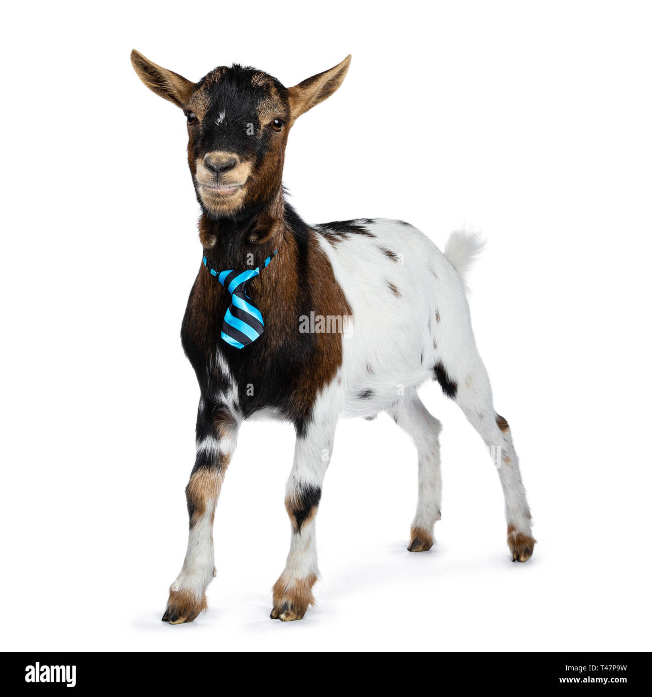 Goat with blue eyes Cut Out Stock Images & Pictures - Alamy