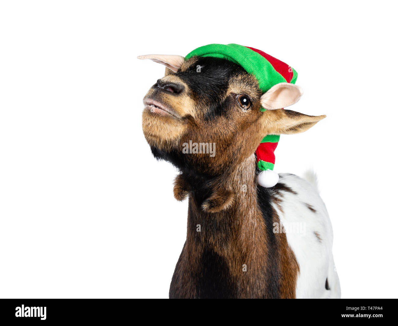 Head shot of funny brown pygmy goat wearing a red and green elf hat. Looking straight at camera with head tilted upwards. Isolated on white background Stock Photo