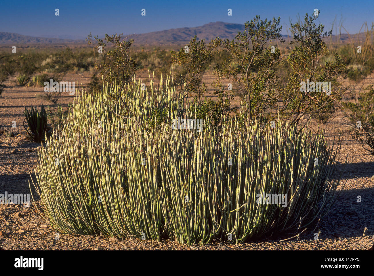 Candelilla and creosote bushes at Chihuahuan Desert near Old Ore Road in Big Bend National Park, Texas, USA Stock Photo