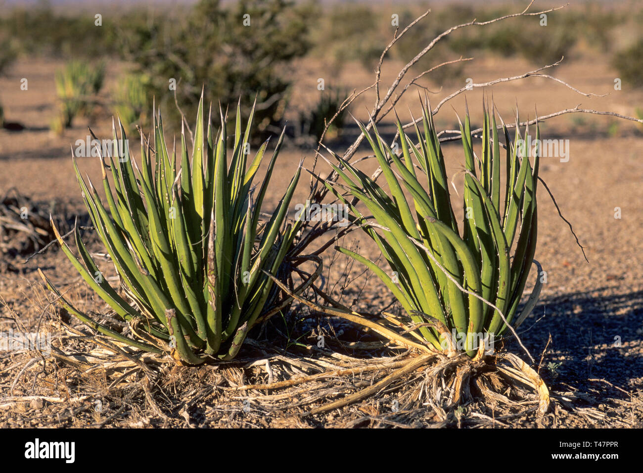 Lechuguilla agaves at Chihuahuan Desert near Old Ore Road in Big Bend National Park, Texas, USA Stock Photo