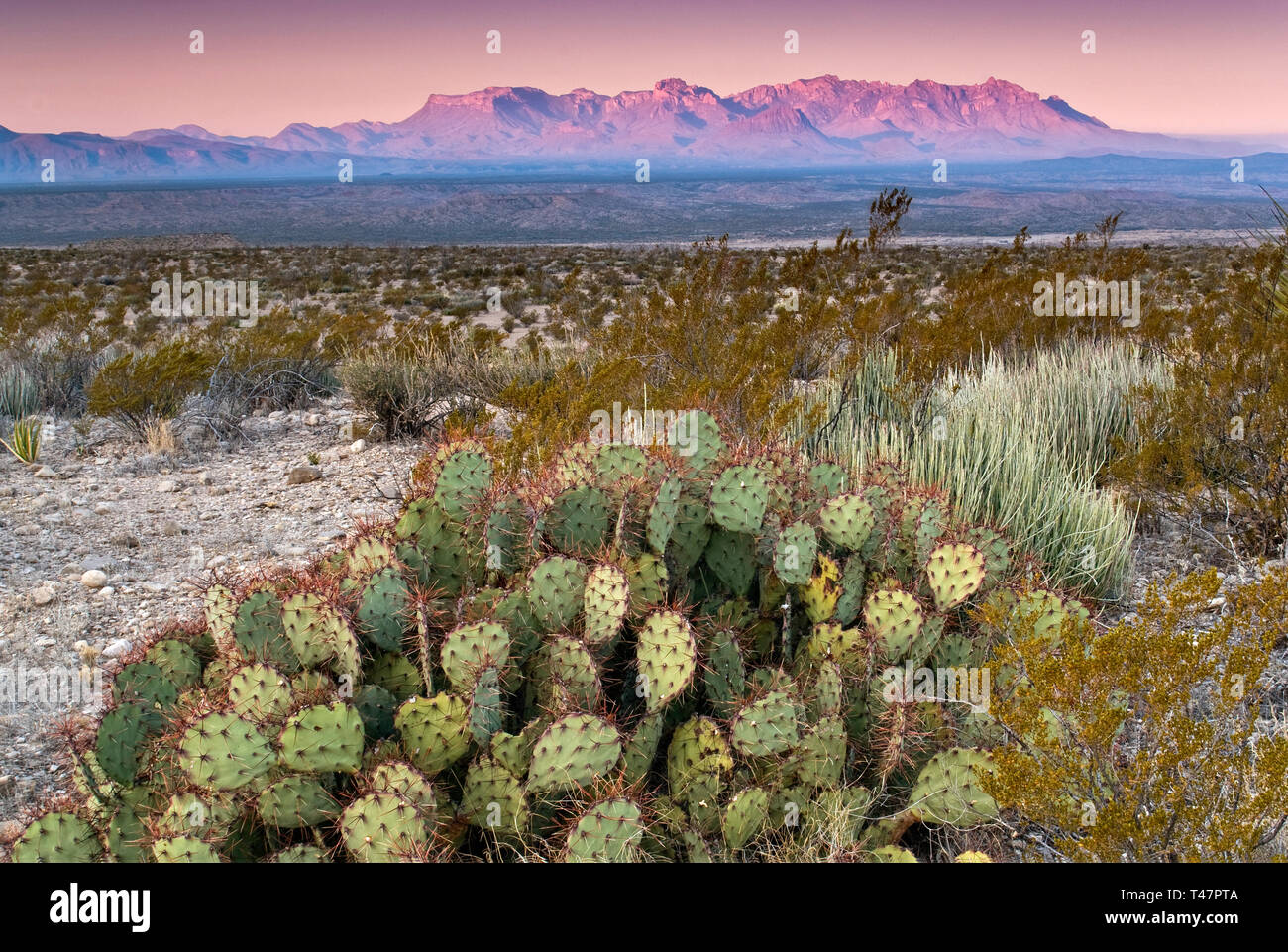 Chisos Mountains in dist at sunrise, prickly pear, lechuguilla agave and creosote bush, from Old Ore Road, Big Bend National Park, Texas, USA Stock Photo
