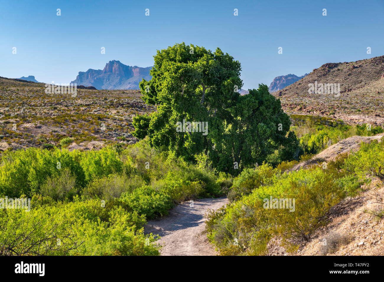 Black cottonwood tree hires stock photography and images Alamy