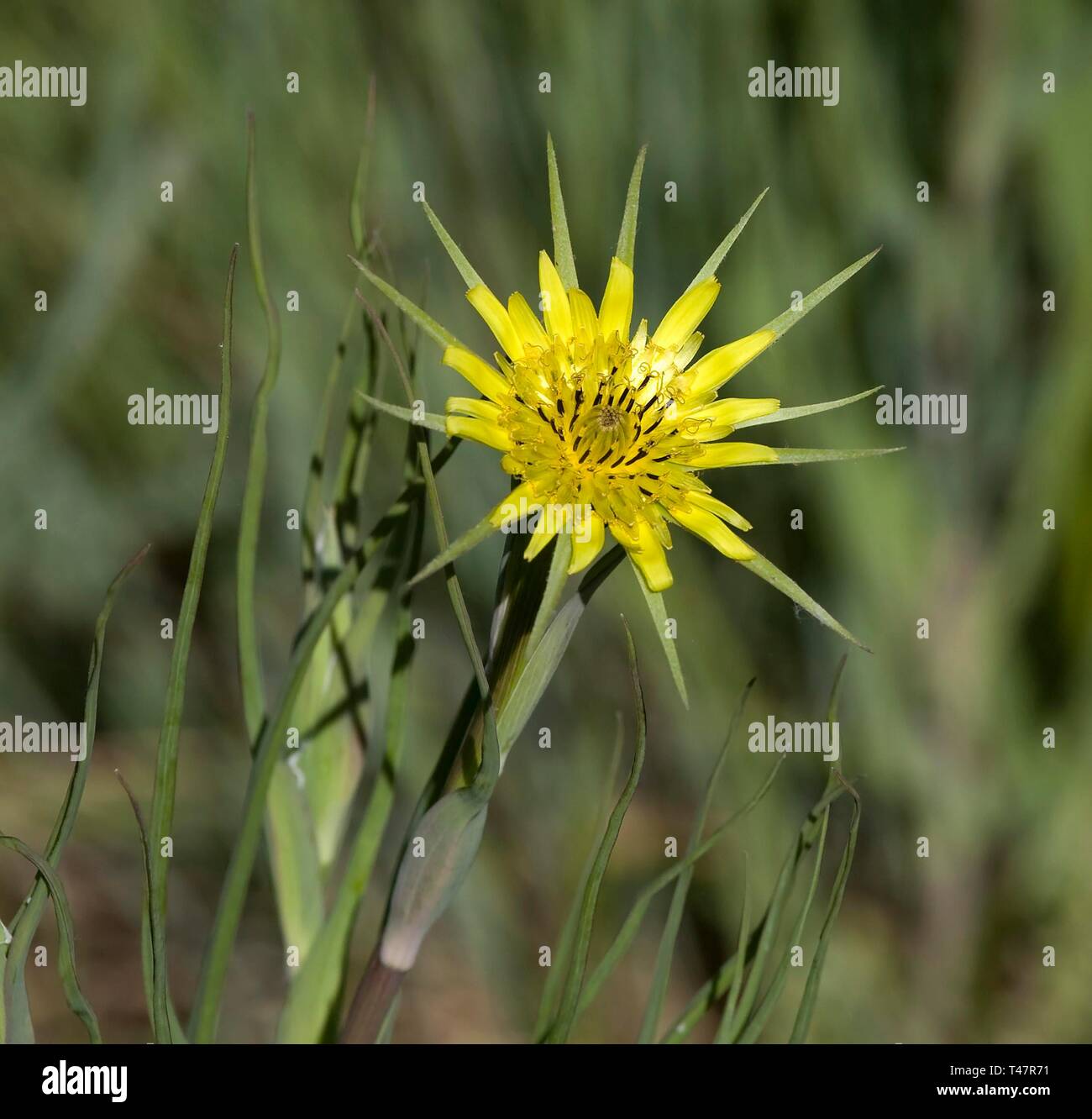 Western salsify (Tragopogon dubius), yellow flower, Utah, USA Stock Photo