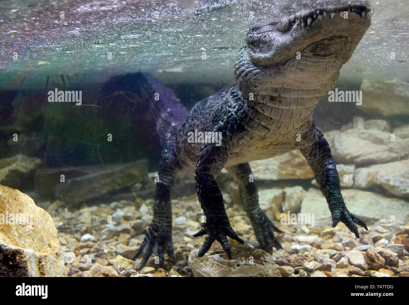 Chinese Alligator Stock Photo