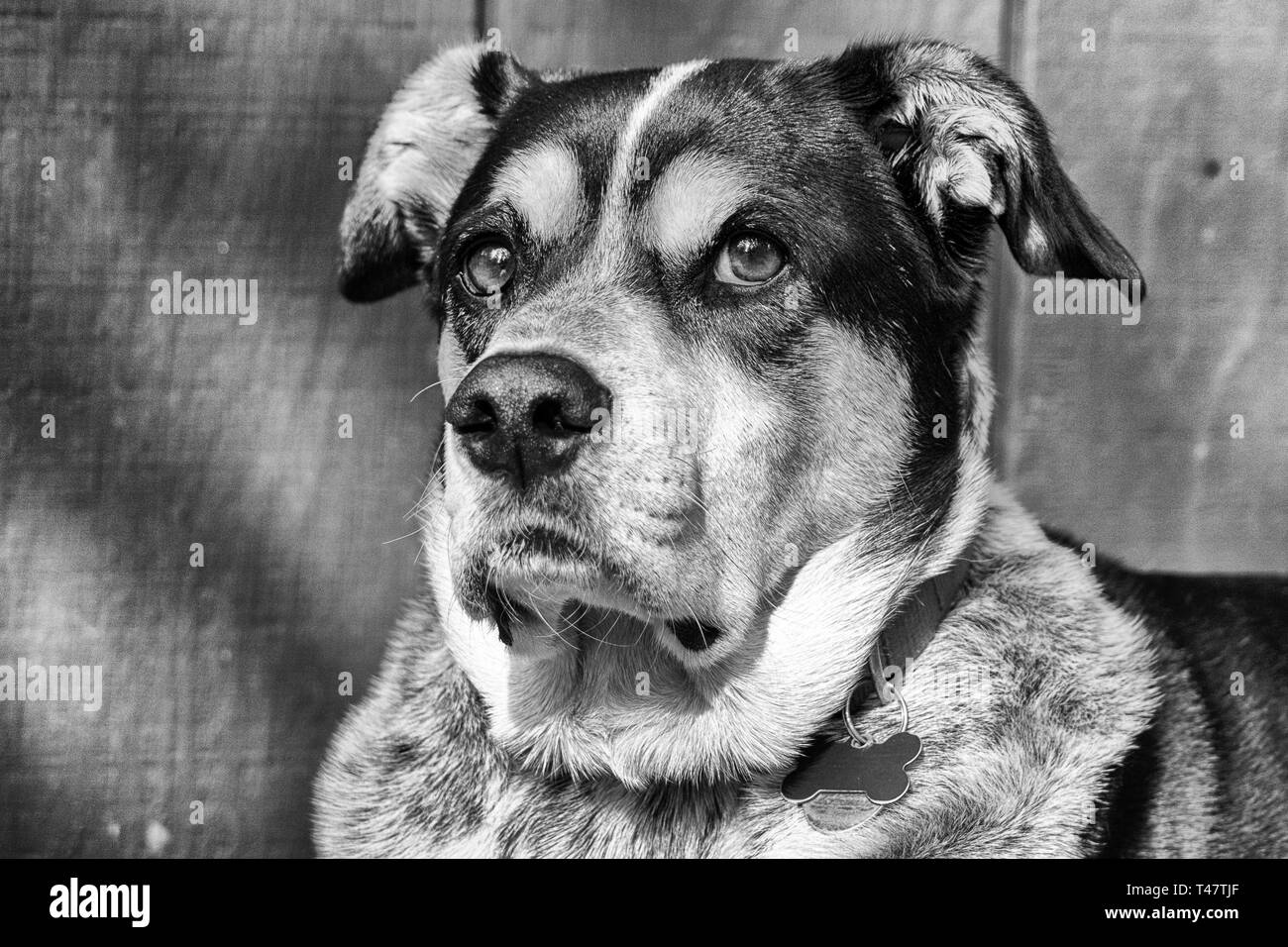 Black and white close up image of a mixed breed hound type dog Stock Photo