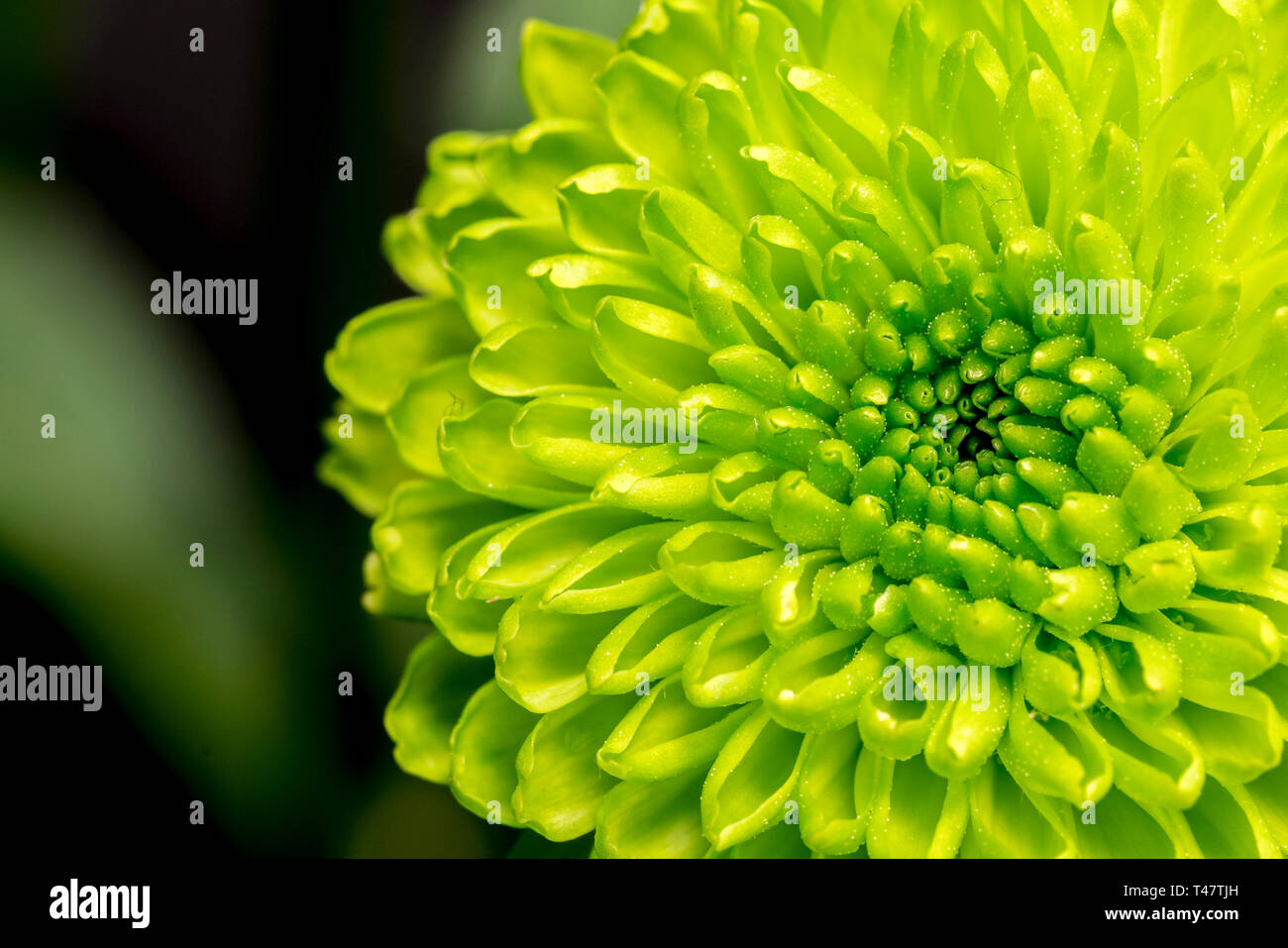 Macro image of one green chrysanthemum Stock Photo Alamy