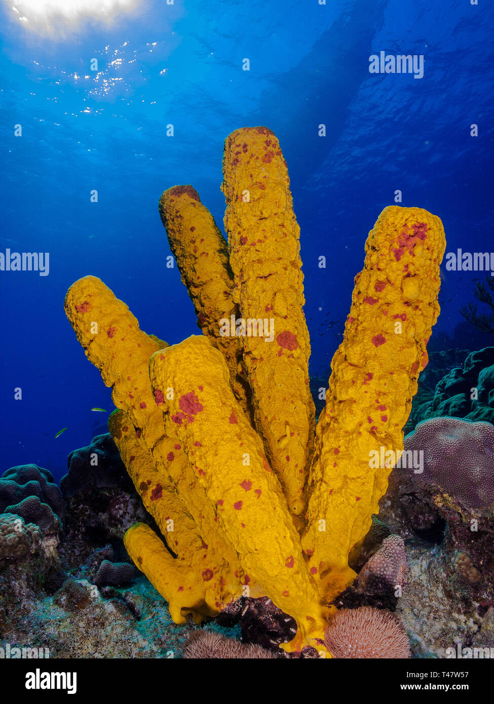Yellow sea sponge hi-res stock photography and images - Page 4 - Alamy