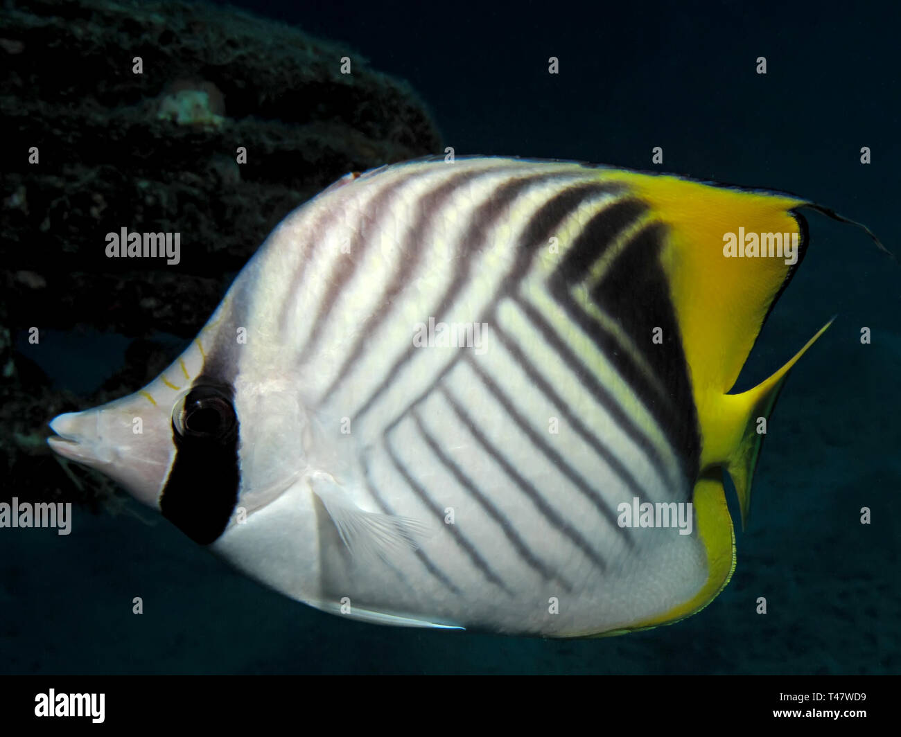 Threadfin butterflyfish (Chaetodon auriga). Taken in Red Sea, Egypt ...