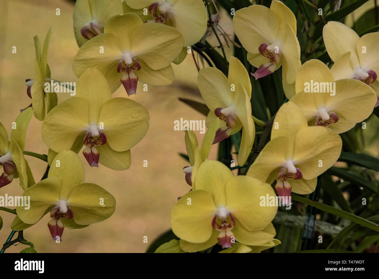 Orchid,  Mini  Cymbedium hybrid,king's Loch,a grand parent to the famous,American,hybrid,C.Sweetheart.Kolkata,garden,India. Stock Photo