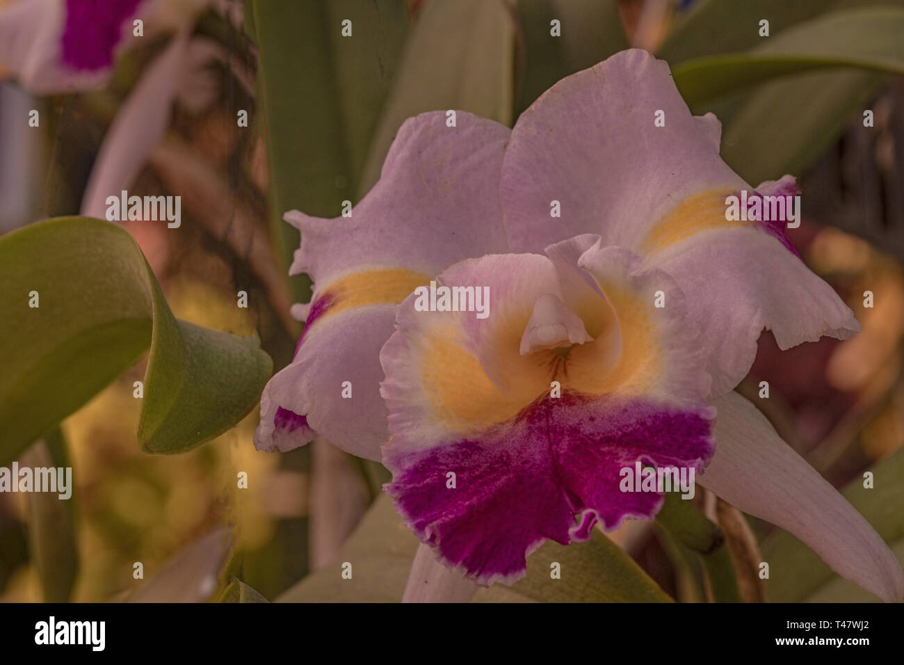 Orchid,Cattleya,hybrid,La,Tuiliere,garden ,cultivation,Kolkata,Exhibition, India. Stock Photo