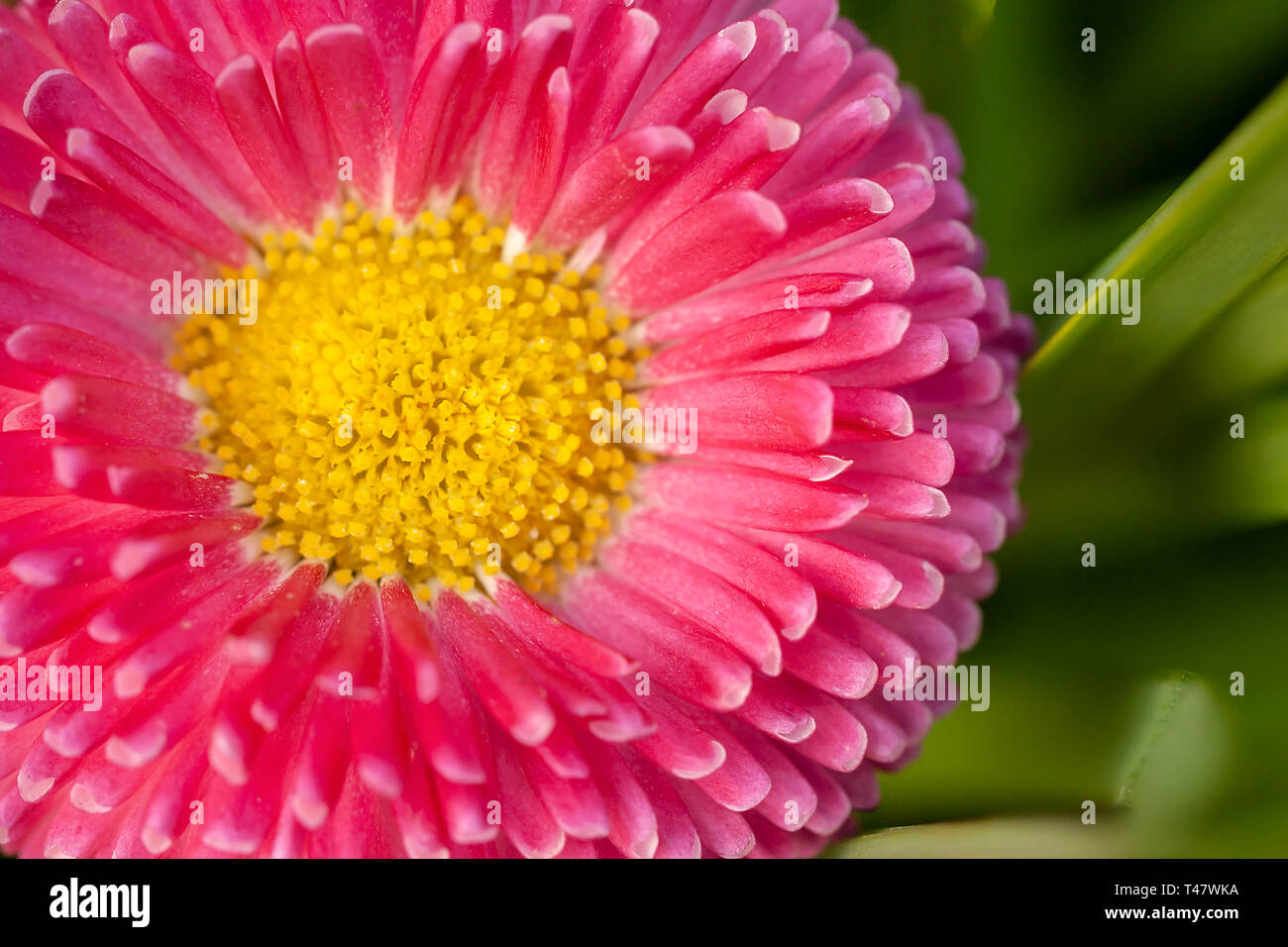 Pink flowers yellow center hi-res stock photography and images - Alamy