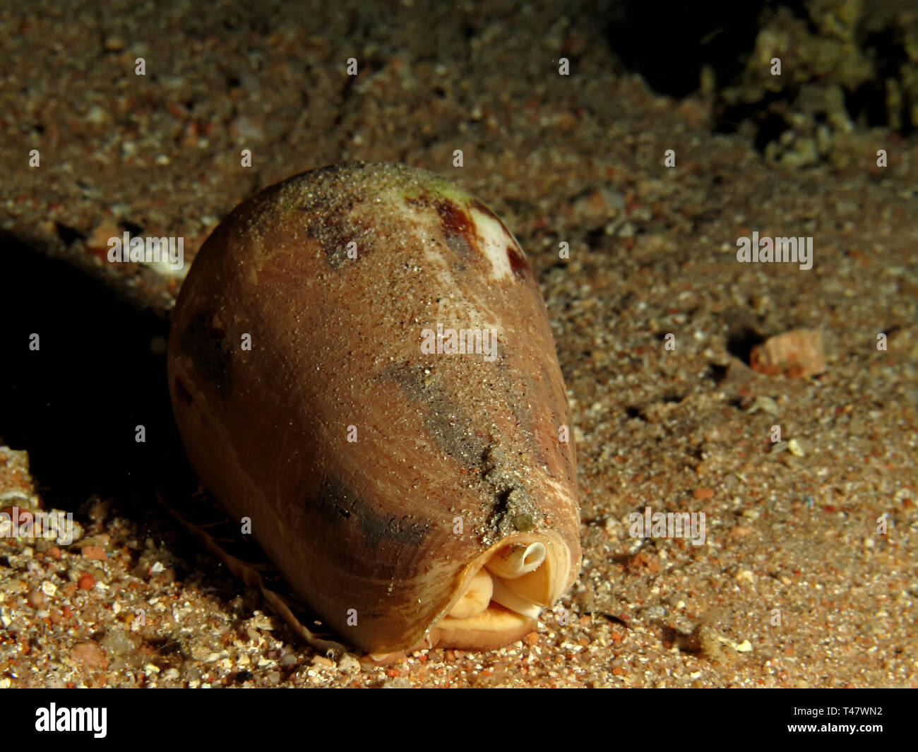 Geography cone (Conus geographus) Taking in Red Sea, Egypt. Stock Photo