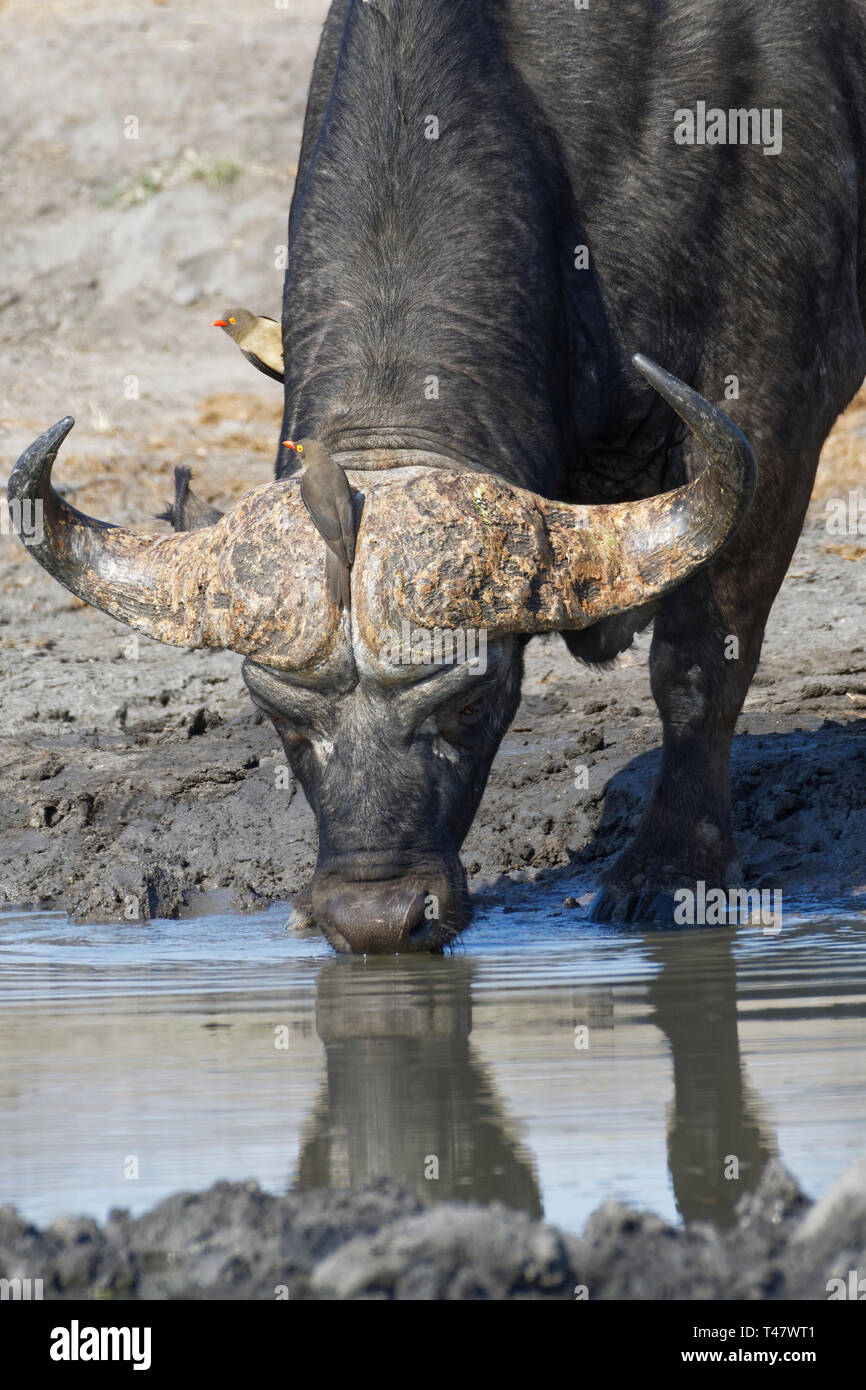 African buffalo (Syncerus caffer), adult male drinking at a waterhole with two red-billed oxpeckers (Buphagus erythrorhynchus), Kruger NP,South Africa Stock Photo