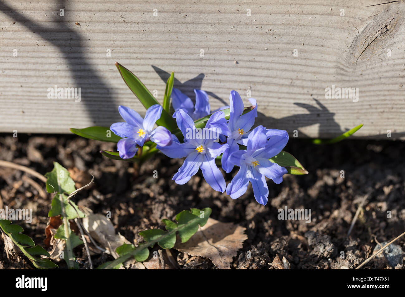 Chionodoxa forbesii Stock Photo