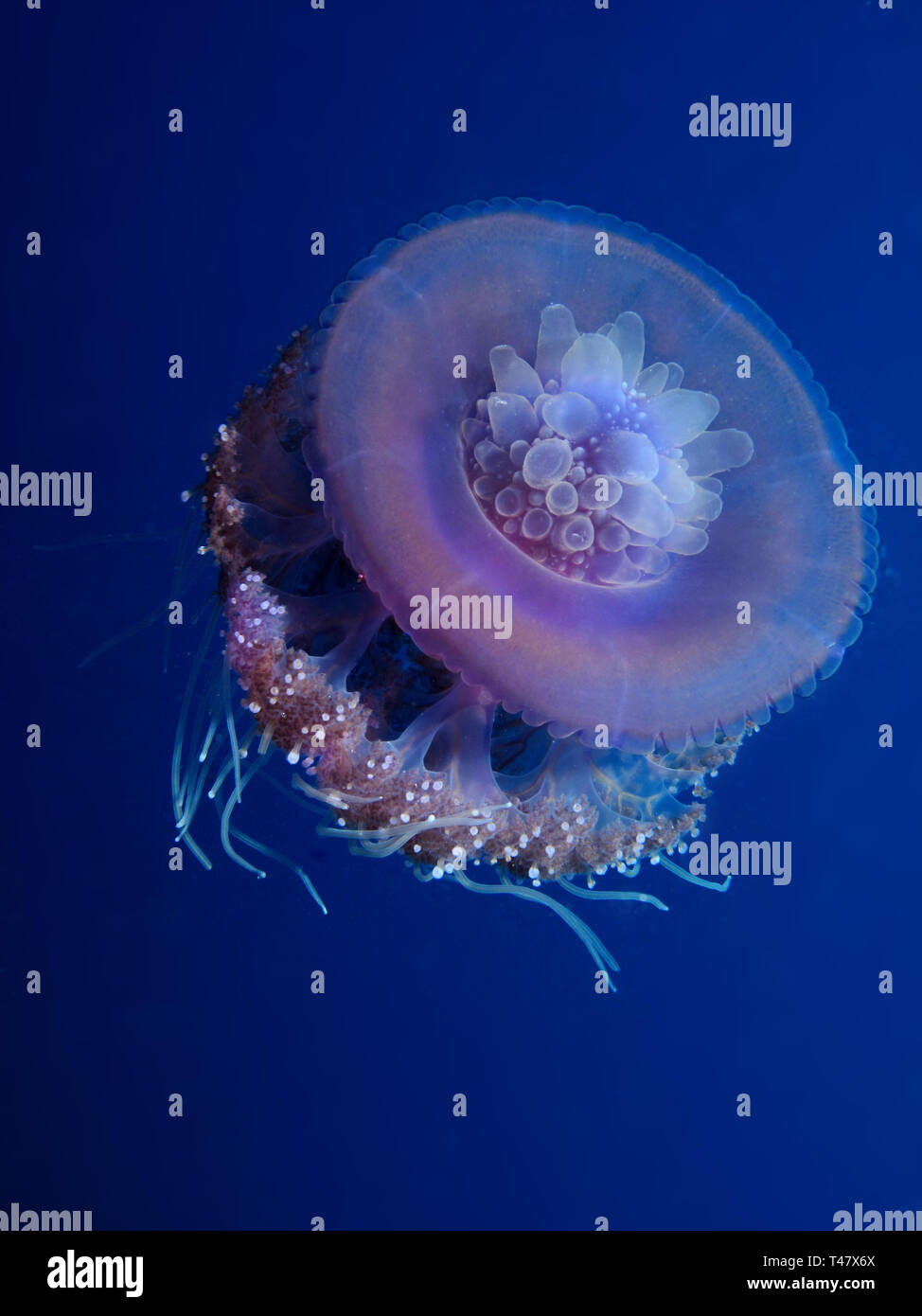 Cauliflower jellyfish (Cephea cephea) Taking in Red Sea, Egypt Stock