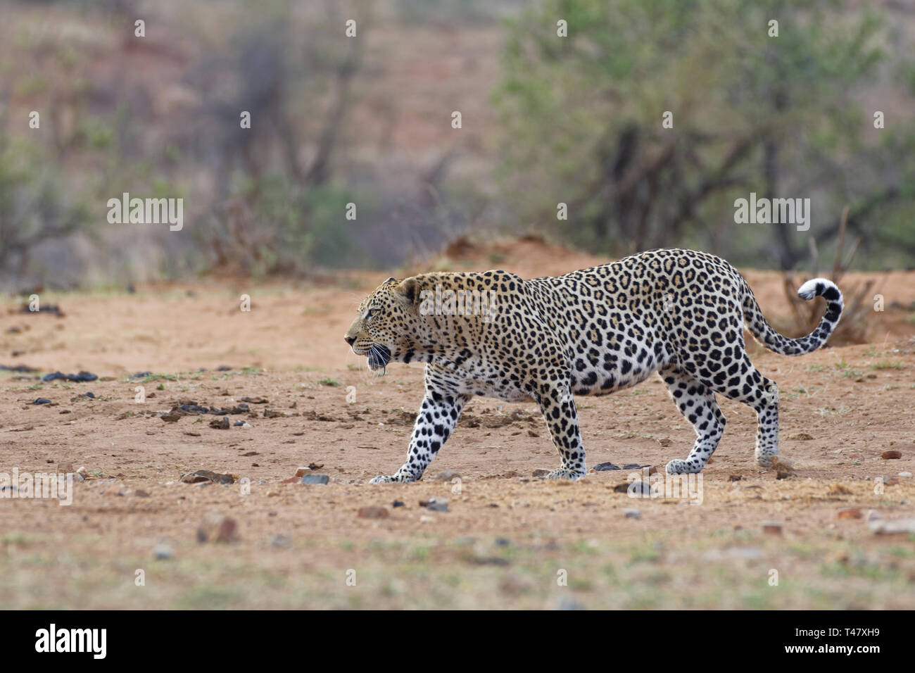 African leopard (Panthera pardus pardus), adult male at dusk, going to a waterhole, Kruger National Park, South Africa, Africa Stock Photo