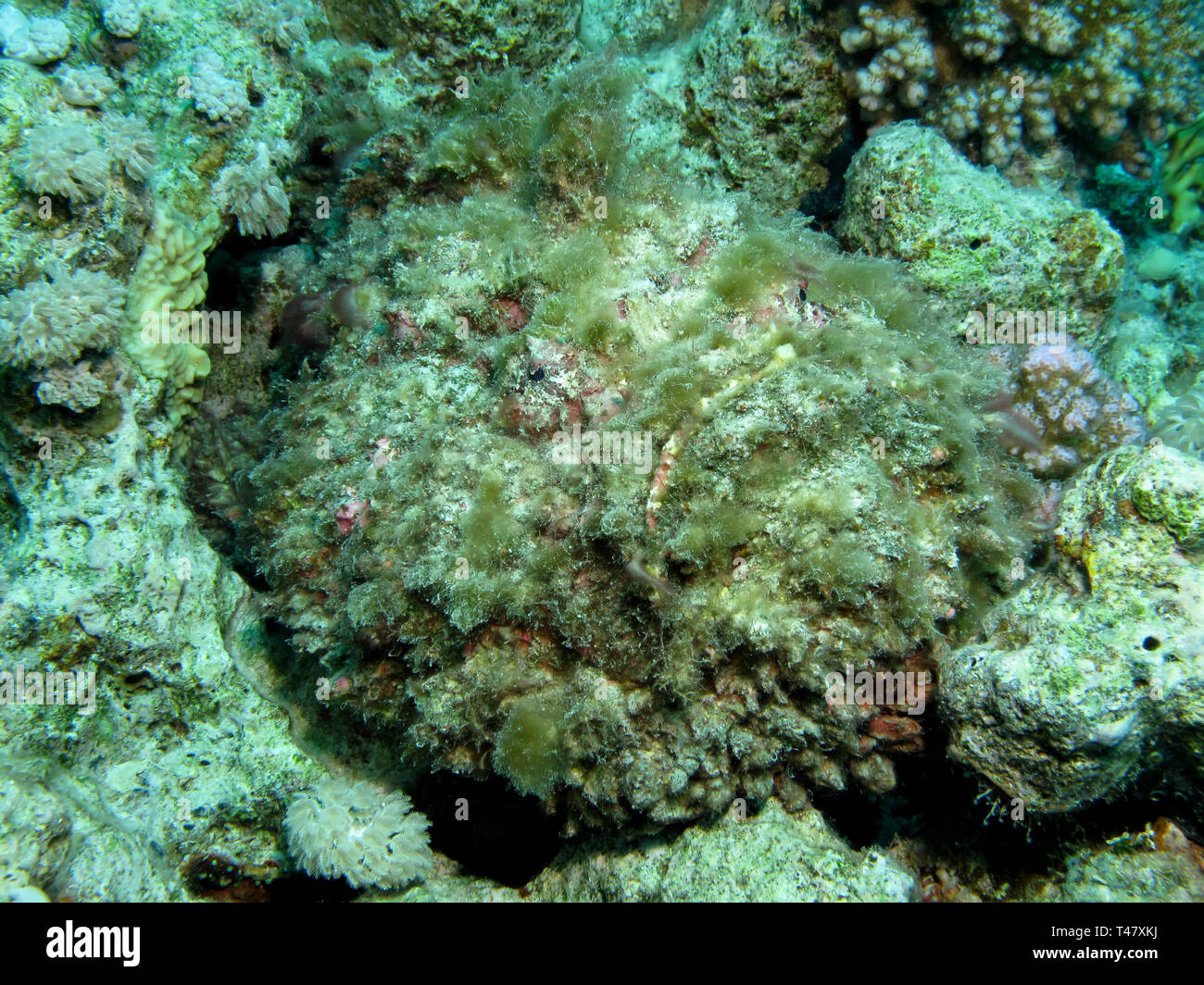 Stonefish (Synanceia verrucosa). Taking in Red Sea, Egypt Stock Photo ...